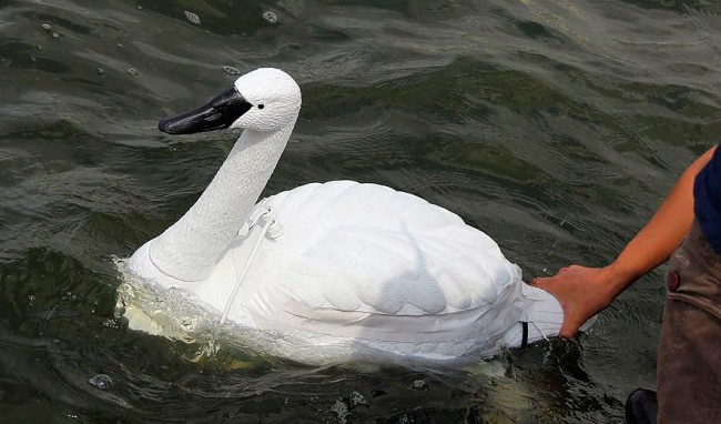 В Сингапуре запустили роботизированных лебедей для контроля качества воды - «Роботы»