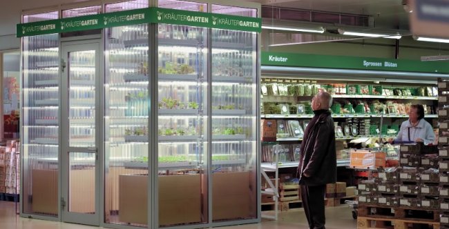 Супермаркеты Берлина открыли отделы с вертикальными микрофермами (видео) - «Технологии»